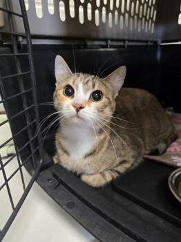 Domestic Short Hair Cats Available for Adoption in Evansville, Indiana - Houdini | PetCurious