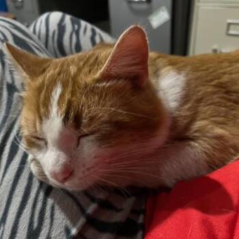 Tres C11373 -  Domestic Short Hair Cat Available for Adoption - Tres C11373 | PetCurious