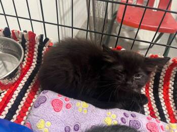 Mary -  Domestic Short Hair Cat for Adoption in Kell, Illinois - Mary | PetCurious