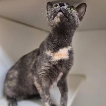 Gretchen -  Domestic Short Hair Cat for Adoption in Woodstock, Illinois - Gretchen | PetCurious