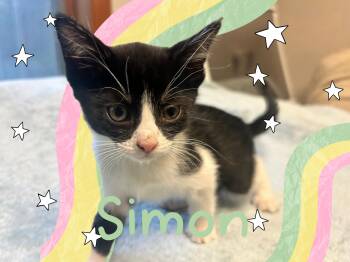 Simon -  Tuxedo Cat for Adoption in Pasco, Washington - Simon | PetCurious