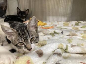 DAVE -  Domestic Short Hair Cat for Adoption in Tustin, California - DAVE | PetCurious