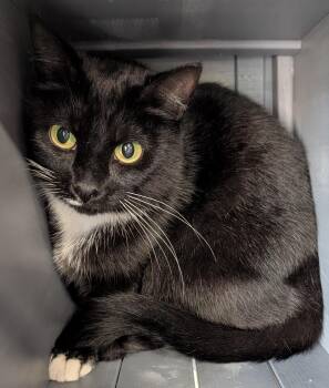 Rescue Tuxedo and Domestic Short Hair Cats for Adoption in Chuckey, Tennessee - Jake | PetCurious