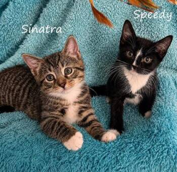Speedy -  Domestic Short Hair Cat Available for Adoption in New York, New York - Speedy | PetCurious