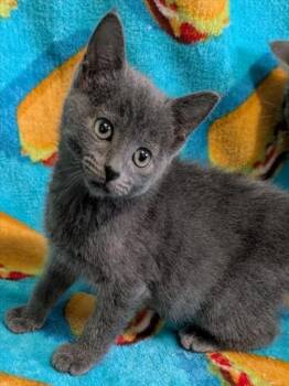 ATROPOS -  Domestic Short Hair Cat for Adoption in Colorado Springs, Colorado - ATROPOS | PetCurious