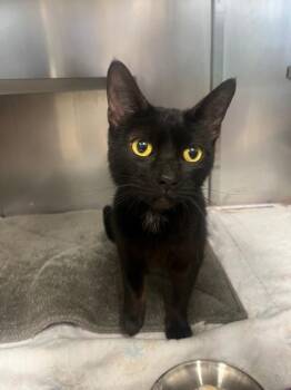 Crystal -  Domestic Short Hair Cat for Adoption in Mineral, Virginia - Crystal | PetCurious