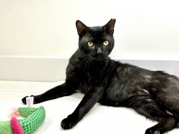 Rescue Domestic Short Hair Cats for Adoption in Naples, Florida - Braveheart | PetCurious