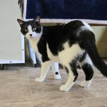 Baby Spice -  Domestic Short Hair Cat for Adoption in Colorado Springs, Colorado - Baby Spice | PetCurious