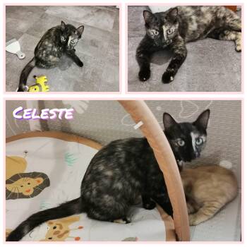 Rescue Tortoiseshell Cats for Adoption in Palma Sola, Florida - Celeste | PetCurious