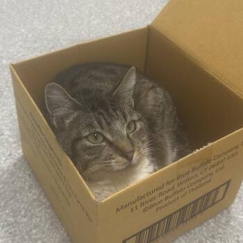Amazon -  Domestic Short Hair Cat for Adoption in Kanab, Utah - Amazon | PetCurious