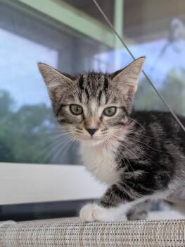 Domestic Short Hair Cats Available for Adoption in Kingsland, Georgia - Sally | PetCurious