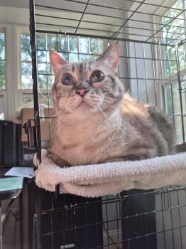 Itty Bitty -  Domestic Short Hair Cat for Adoption in North Richland Hills, Texas - Itty Bitty | PetCurious