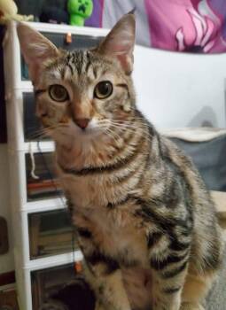 Rescue Domestic Short Hair Cats for Adoption in Sioux City, Iowa - Sully | PetCurious