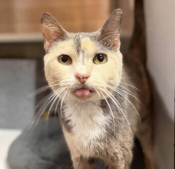 Auntie Teefs -  Domestic Short Hair Cat for Adoption in Nashville, Tennessee - Auntie Teefs | PetCurious