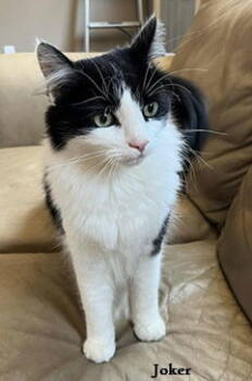 Rescue Domestic Medium Hair Cats for Adoption in Elkins, West Virginia - Joker | PetCurious