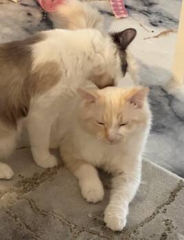 Main Street and Broadway -  Domestic Short Hair Cat for Adoption in Lee