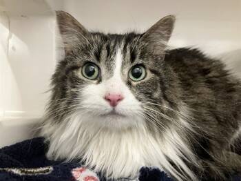 Rescue Domestic Medium Hair Cats for Adoption in Brentwood, Missouri - TINY | PetCurious