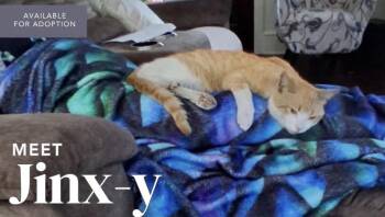Jinx-y -  Domestic Short Hair Cat for Adoption in Kenhorst, Pennsylvania - Jinx-y | PetCurious
