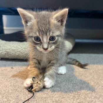 Blanka -  Domestic Short Hair Cat for Adoption in Redmond, Washington - Blanka | PetCurious