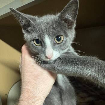 Roo -  Domestic Short Hair Cat for Adoption in Madisonville, Kentucky - Roo | PetCurious