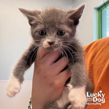 Oscar -  Domestic Short Hair Cat for Adoption in Washington, District Of Columbia - Oscar | PetCurious