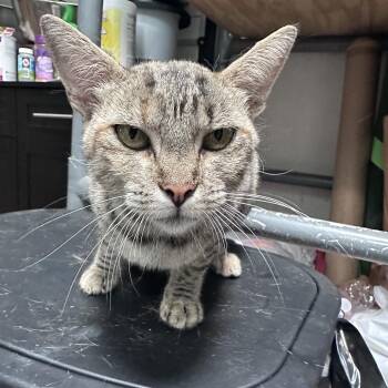 Barracuda -  Domestic Short Hair Cat for Adoption in Graham, Texas - Barracuda | PetCurious