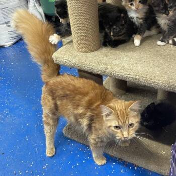 Domestic Medium Hair Cats Available for Adoption in Candler, North Carolina - Sloane | PetCurious