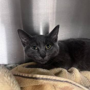 Shimmer -  Domestic Short Hair Cat for Adoption in Bentonville, Arkansas - Shimmer | PetCurious
