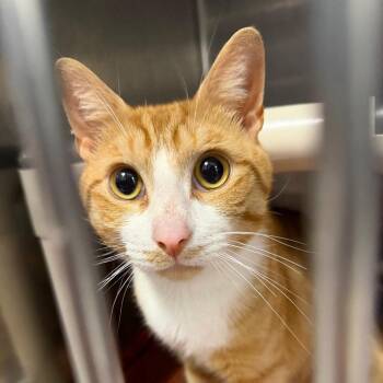 Clive -  Domestic Short Hair Cat for Adoption in Hampton Bays, New York - Clive | PetCurious