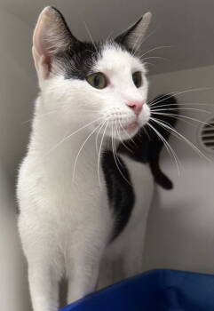 Rescue Domestic Short Hair Cats for Adoption in INDN HBR BCH, Florida - Luca NC | PetCurious