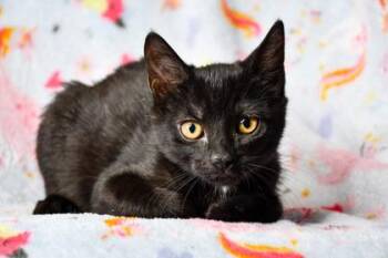 Darcy -  Domestic Short Hair Cat for Adoption in Yakima, Washington - Darcy | PetCurious