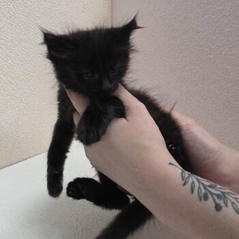 Emerald (mint) -  Domestic Medium Hair Cat for Adoption in Jupiter, Florida - Emerald (mint) | PetCurious