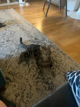 Rushmore -  Domestic Short Hair Cat for Adoption in New York, New York - Rushmore | PetCurious