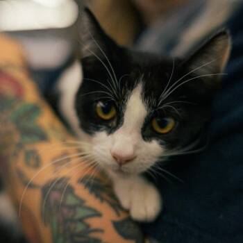 Odysseus -  Domestic Short Hair Cat for Adoption in Vallejo, California - Odysseus | PetCurious