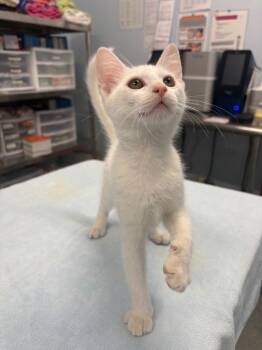 Vanillite -  Domestic Short Hair Cat for Adoption in Raleigh, North Carolina - Vanillite | PetCurious