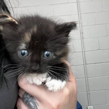 Zoe -  Domestic Medium Hair Cat for Adoption in Richmond Hill, Georgia - Zoe | PetCurious