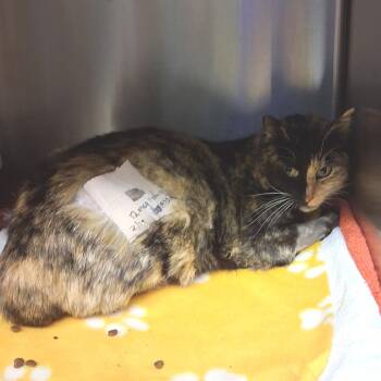 Arabella -  Domestic Short Hair Cat for Adoption in Los Angeles, California - Arabella | PetCurious