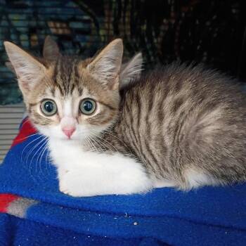 Domestic Short Hair Cats Available for Adoption in Dallas, Texas - Jon Snow | PetCurious