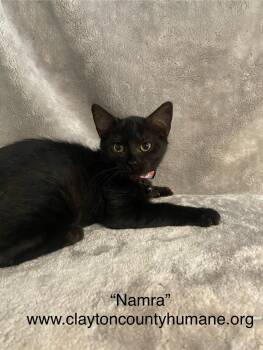 Rescue Domestic Short Hair Cats for Adoption in Locust Grove, Georgia - Namra - CCHS | PetCurious