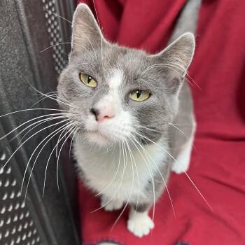 Buttermilk -  Domestic Short Hair Cat for Adoption in Fairmont, Minnesota - Buttermilk | PetCurious