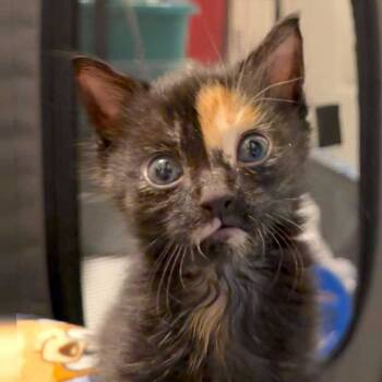 Rescue Domestic Short Hair Cats for Adoption in Columbus, Georgia - Meowstic | PetCurious