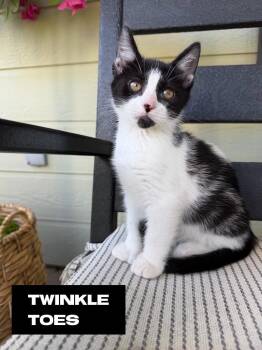 Twinkle Toes (Polydactyly) -  Domestic Short Hair Cat for Adoption in San Jacinto, California - Twinkle Toes (Polydactyly) | PetCurious