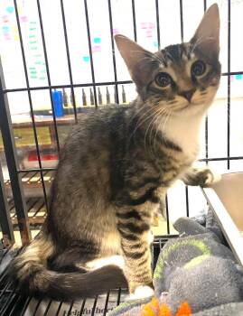 Rumple Teaser -  Domestic Long Hair Cat for Adoption in Lockhart, Texas - Rumple Teaser | PetCurious