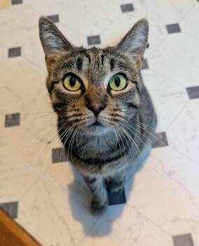 Saratina -  Domestic Short Hair Cat for Adoption in Trenton, New Jersey - Saratina | PetCurious
