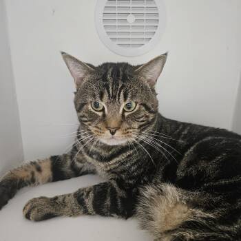 Biggie -  Domestic Short Hair Cat for Adoption in Fall River, Massachusetts - Biggie | PetCurious