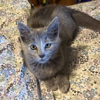 Rescue Domestic Short Hair Cats for Adoption in Richmond, Virginia - Chai | PetCurious