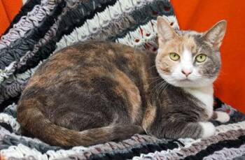 Baby -  Domestic Short Hair Cat for Adoption in Largo, Florida - Baby | PetCurious
