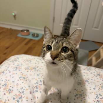 Ham -  Domestic Short Hair Cat for Adoption in Campbellsville, Kentucky - Ham | PetCurious
