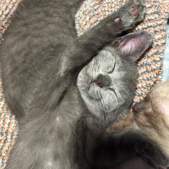 Tequila -  Domestic Short Hair Cat for Adoption in Kansas City, Missouri - Tequila | PetCurious