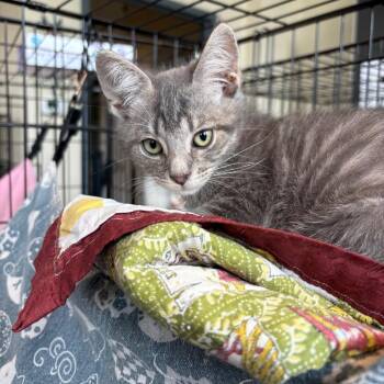 Hager -  Domestic Short Hair Cat for Adoption in Huntington, West Virginia - Hager | PetCurious